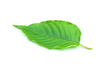 Fresh kratom leaves or Mitragyna speciosa on white background - 480136142