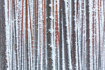 Winter pine background. Selective focus.
