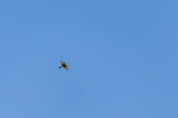 Flight of European bee-eater (Merops apiaster) in blue sky