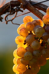 Riesling grape 