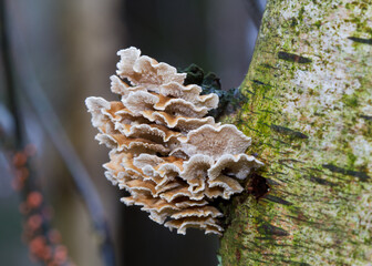 Crimped gill, small saprobic mushrooms, on the trunk of a decaying Birch