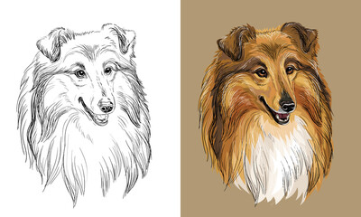 Vector hand drawing dog collie monochrome and color - obrazy, fototapety, plakaty