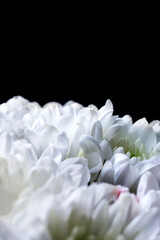 Bouquet of white chrysanthemums on a black background. The concept of using white chrysanthemums in...