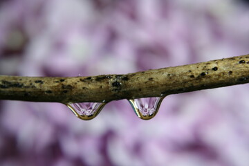 Gotas de agua despuès de la lluvia en una rama cuelgan, reflejàndose en su interior flores del...