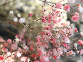 dried flowers on a black background