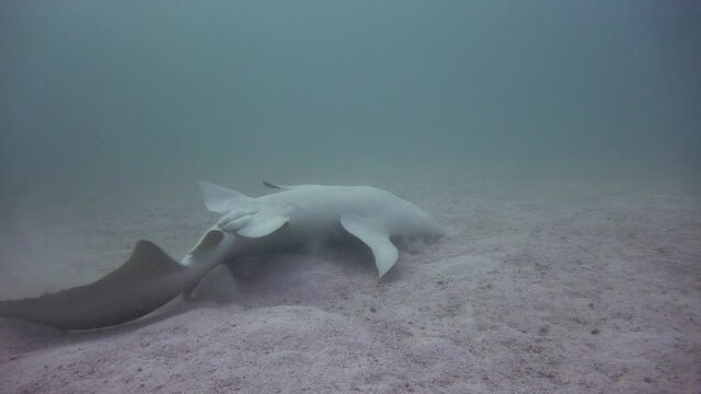 Sharks. Fascinating diving off the coast of the Maldives archipelago.