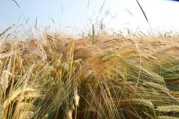 Fototapeta premium Weizenfeld