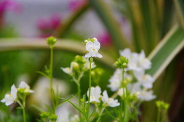 白の花