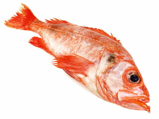 Whole Red Perch Fish on white Background - Isolated