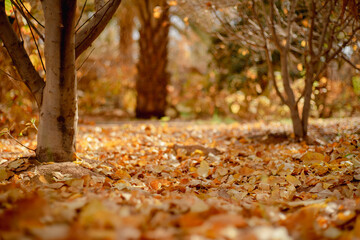autumn in the forest