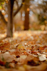 autumn leaves in the forest