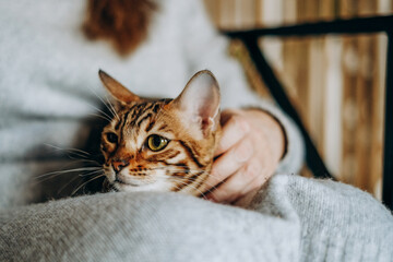 Love for cats. A woman sits in a chair at home and holds her beloved Bengal cat in her arms. - obrazy, fototapety, plakaty