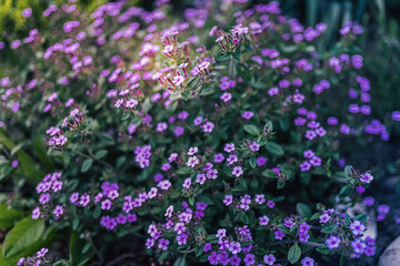Obraz premium flowers in the garden