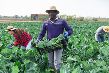 Afro american man farmer with other workers picking fresh organic broccoli in crates on a farm