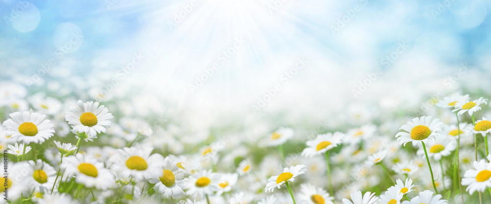 Wall mural Beautiful daisies in the sun. Summer bright landscape with daisy wildflowers in the meadow. Summer background with wildflowers..