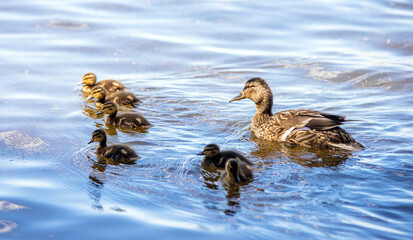 wild duck and eight little ducklings
