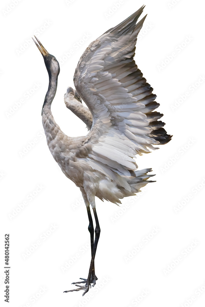 Fototapete a crane standing with wings spread isolate with clipping path is on white background