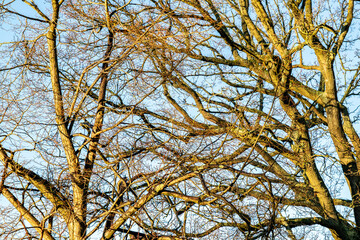 Trees Without Leaves During Winter Season In England Uk