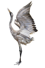 A crane standing with wings spread isolate with clipping path is on white background