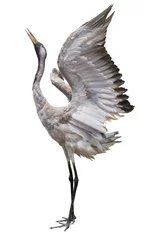 Fotobehang Kraanvogels A crane standing with wings spread isolate with clipping path is on white background  © OHishi_Foto