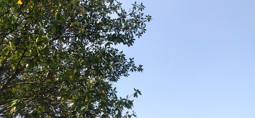 sky and tree