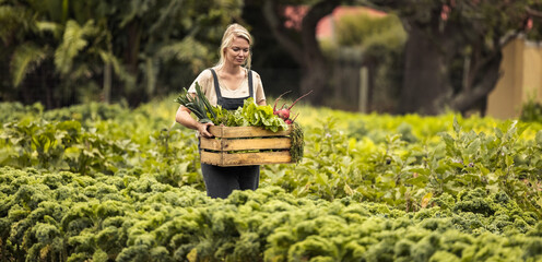 Young woman harvesting on her vegetable farm - obrazy, fototapety, plakaty