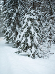 winter forest under the snow. travel in winter. impenetrable forest
