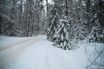 winter forest under the snow. travel in winter. impenetrable forest