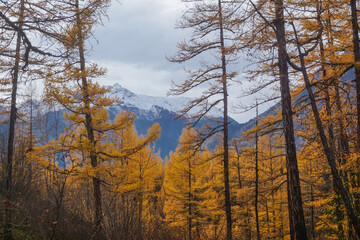 Golden autumn larch trees on the background of the Kodar ridge