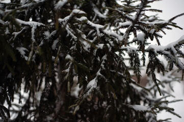 White snow on a bare tree branches on a frosty winter day, close up. Selective botanical background