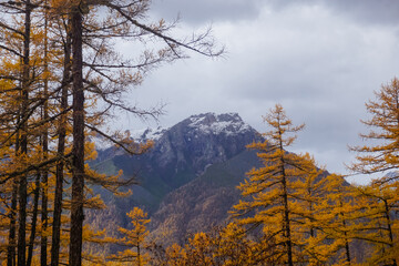 Golden autumn larch trees on the background of the Kodar ridge