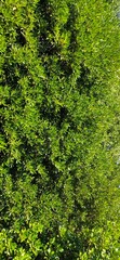 green moss background