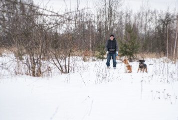 a guy walks with his dogs in the winter forest