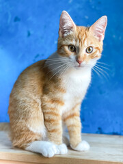 Cute little ginger tabby kitten sitting and looking into your eyes