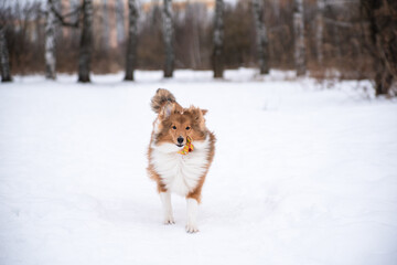 sheltie puppy runs through the snow in the park
