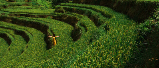 A beautiful girl walks along rice terraces on the island of Bali in Indonesia, panorama. A...