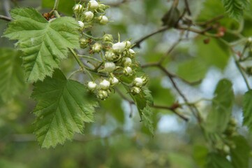 Full-color horizontal photo. A branch of hazel in spring. Flowers are blooming - future nuts.