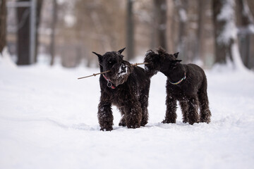 two black dogs are pulling a stick on the street in winter