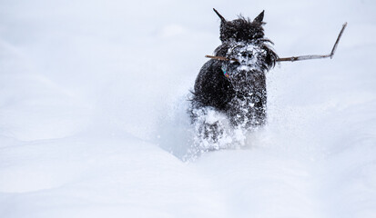 black dog runs through the snow in the park