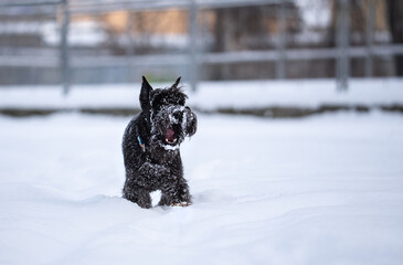 black dog runs through the snow in the park