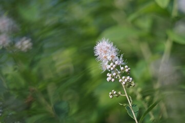 Full-color horizontal photo. Flowering of a wild herbaceous plant. Meadowsweet blooms with panicle-type inflorescences.