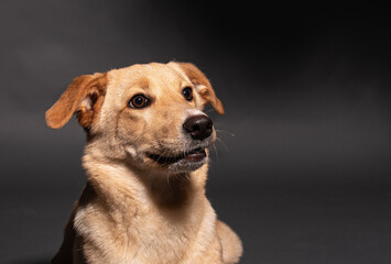a stray dog in the studio on a gray background