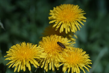 Full-color horizontal photo. A group of blooming dandelions on a green background. A fly is sitting on the central flower.