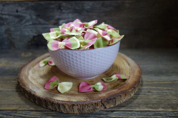 Colorful Italian pasta background. Various colors of  tie farfalle pasta. Selective focus. noodles