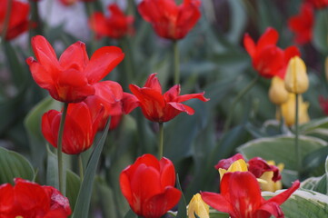Full-color horizontal photo. Red tulips in spring.