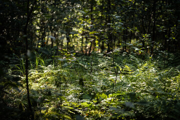 Foliage in the forest, Netherlands.