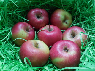A few beautiful red and yellow delicious apples on a background of green artificial grass or straw.