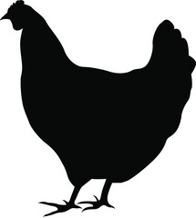 Hen silhouette. Domestic cattle. Chicken vector illustration isolated on white.
