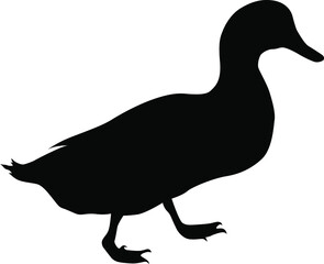 Duck silhouette. Domestic cattle. Vector illustration isolated on white.