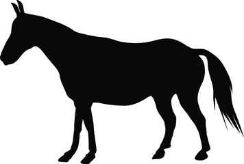 Horse silhouette. Domestic cattle. Vector illustration isolated on white.